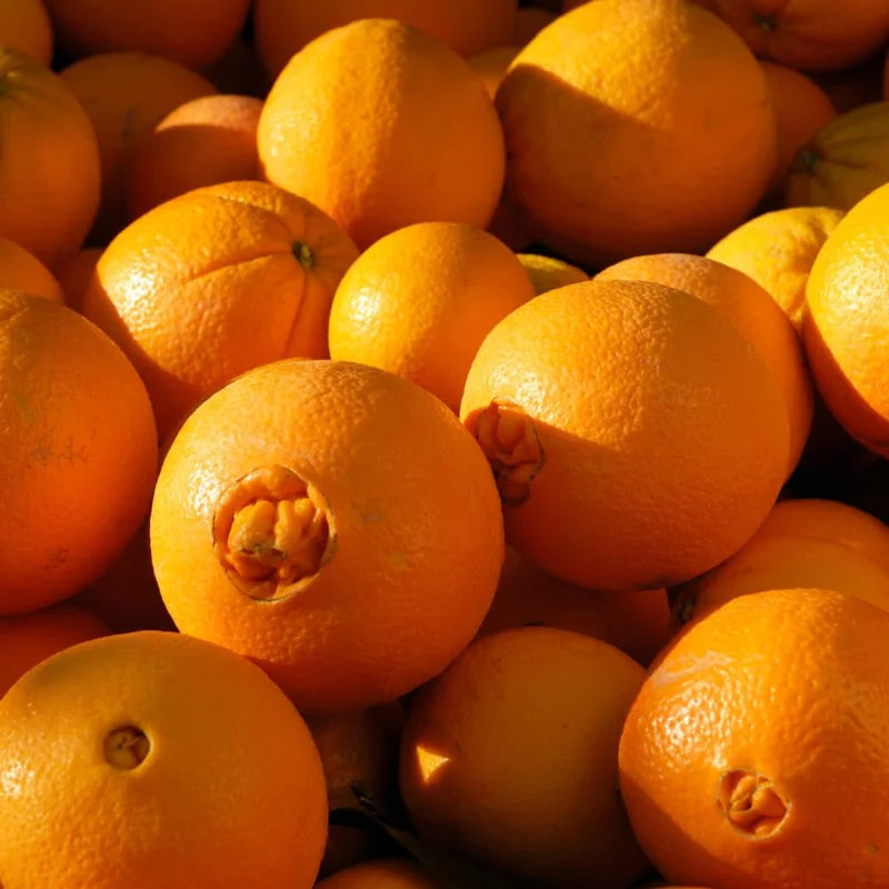 Red Navel Orange Tree - 2 to 3 Feet Tall - Citrus Tree