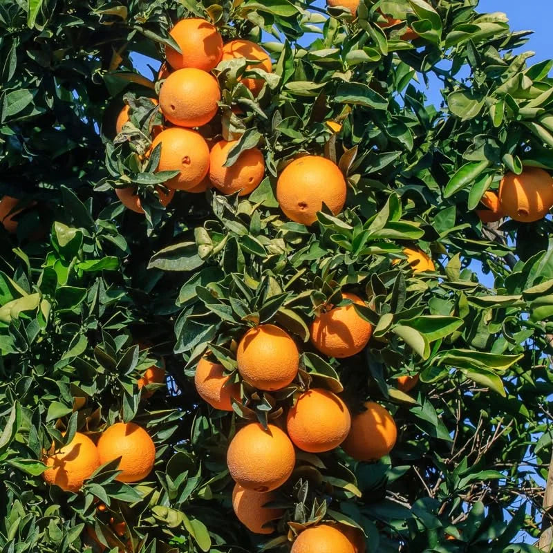 Red Navel Orange Tree - Fruit Tree - 2 to 3 Feet - Fresh Oranges