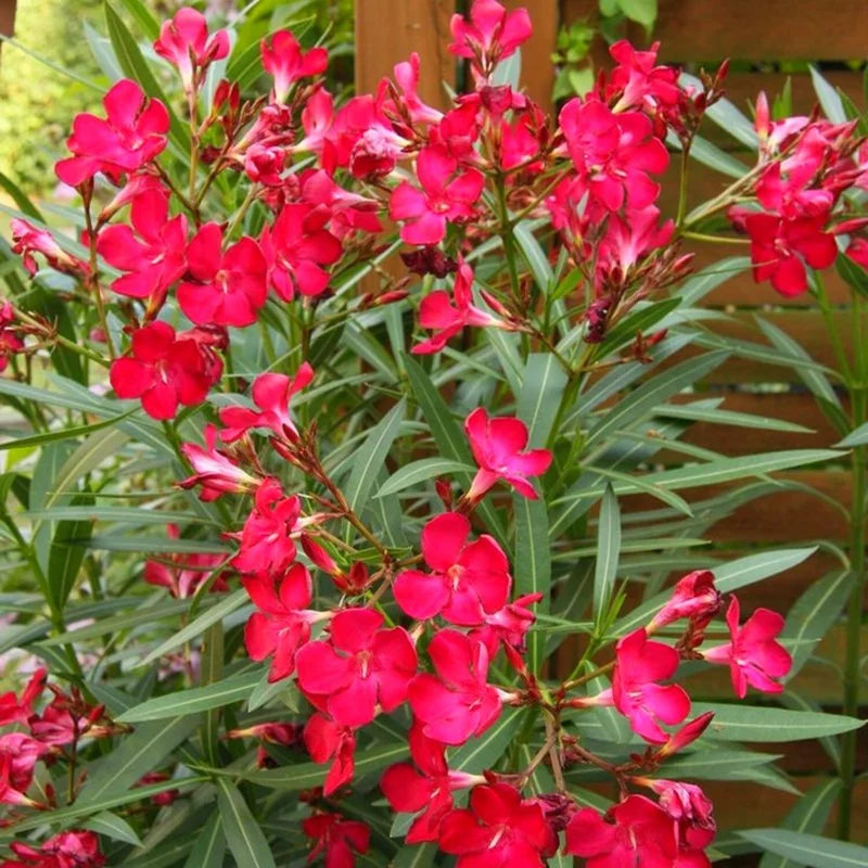 3 Red Oleander Plants Live Flower Plants 5-7 Inch Garden Starters