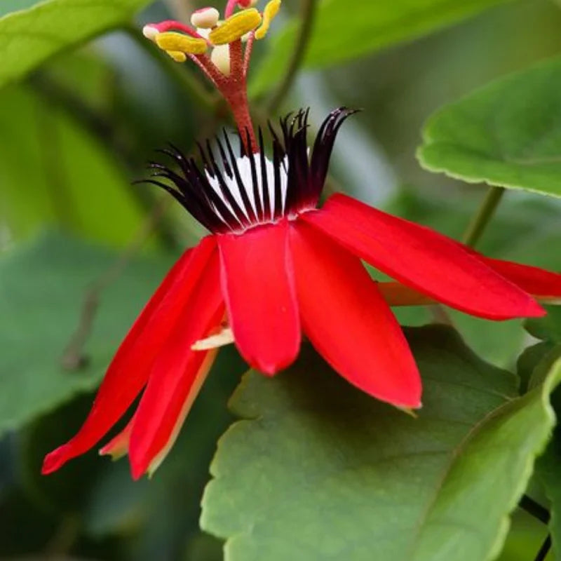 Red Passion Flower Vine - Fragrant Passiflora Plant 4-6 Inch