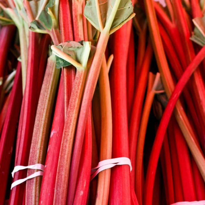 Red Rhubarb Plants - 5 Live Bareroot Roots for Planting Outdoors - High Yield Vegetable