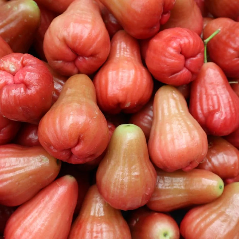 Red Rose Apple Tree Wax Jambu - 2 to 3 Feet Fruit Tree