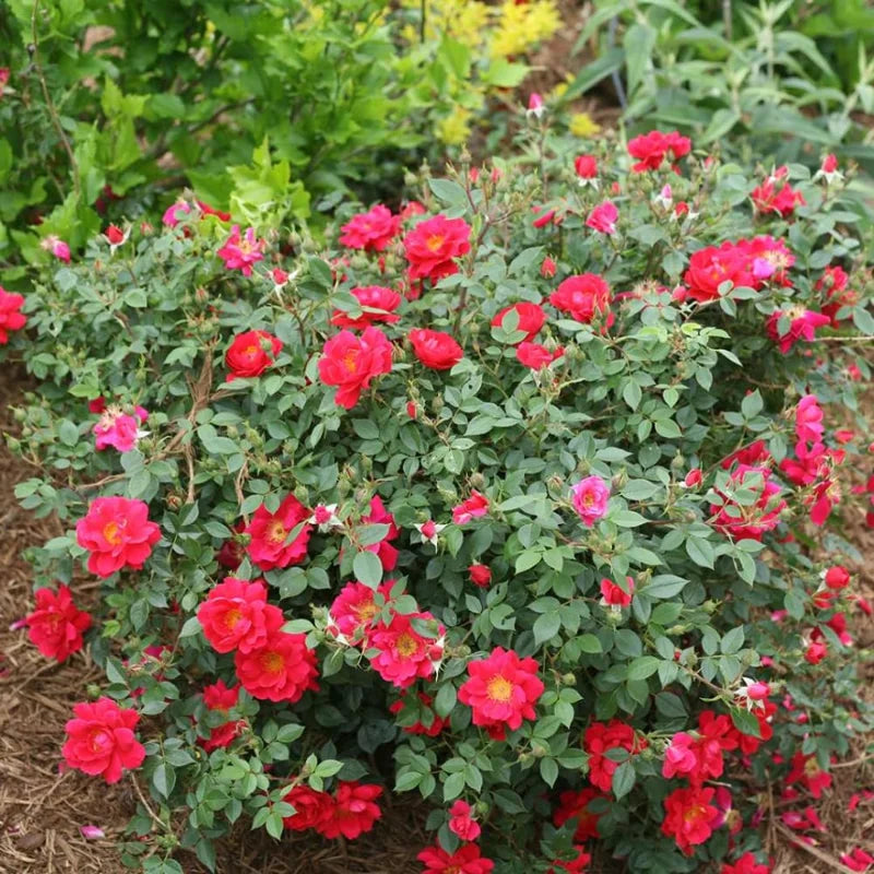 Red Rose Bush Plant, 4 Inch Pot