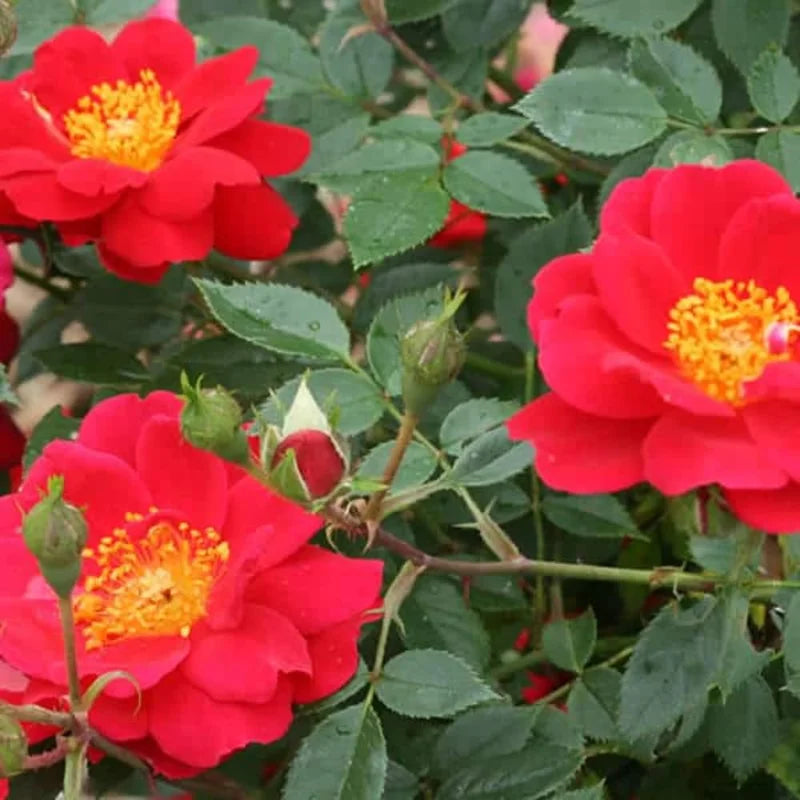 Red Rose Bush Plant, 4 Inch Pot