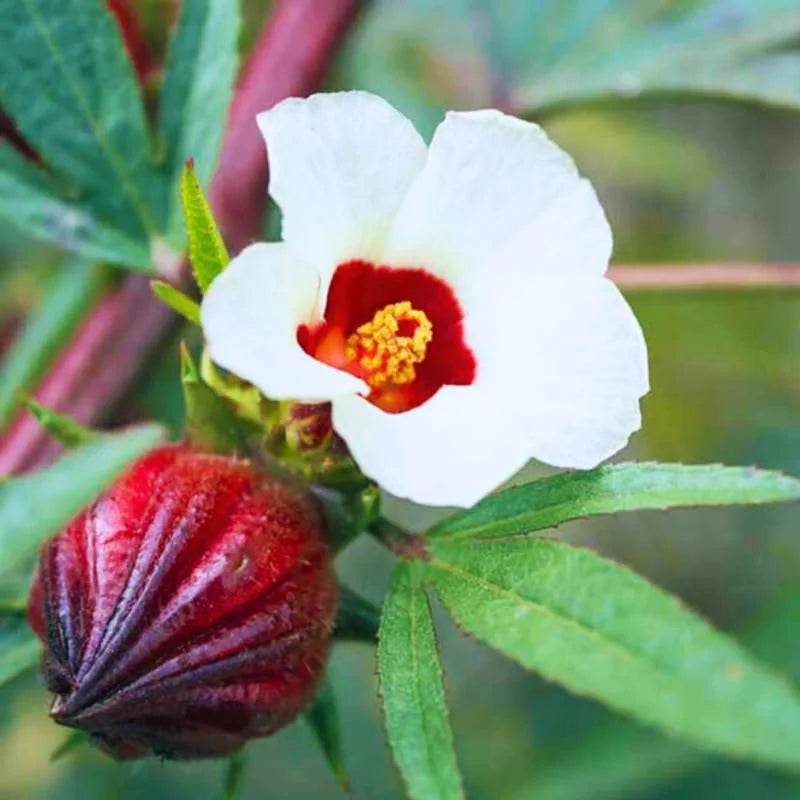 Red Roselle Hibiscus Plant - 4-7 inch Sorrel Jamaica Hibiscus Flower
