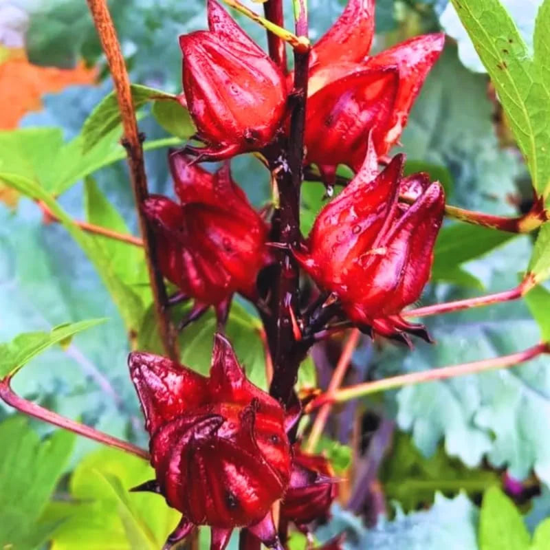 Red Roselle Hibiscus Plant - 4-7 inch Sorrel Jamaica Hibiscus Flower