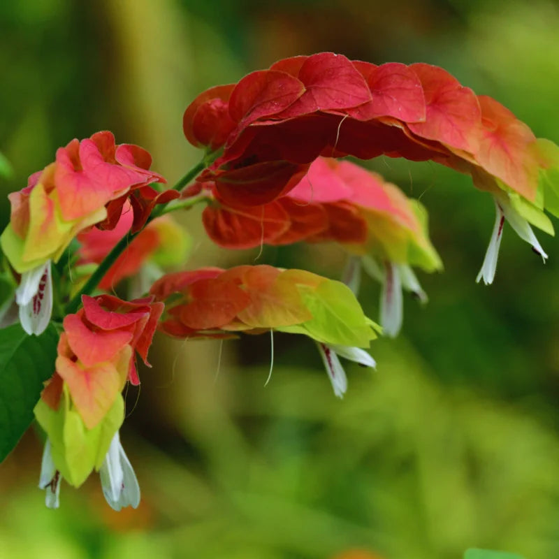 3 Shrimp Plant Live Red Outdoor Plant 5-8 Inches