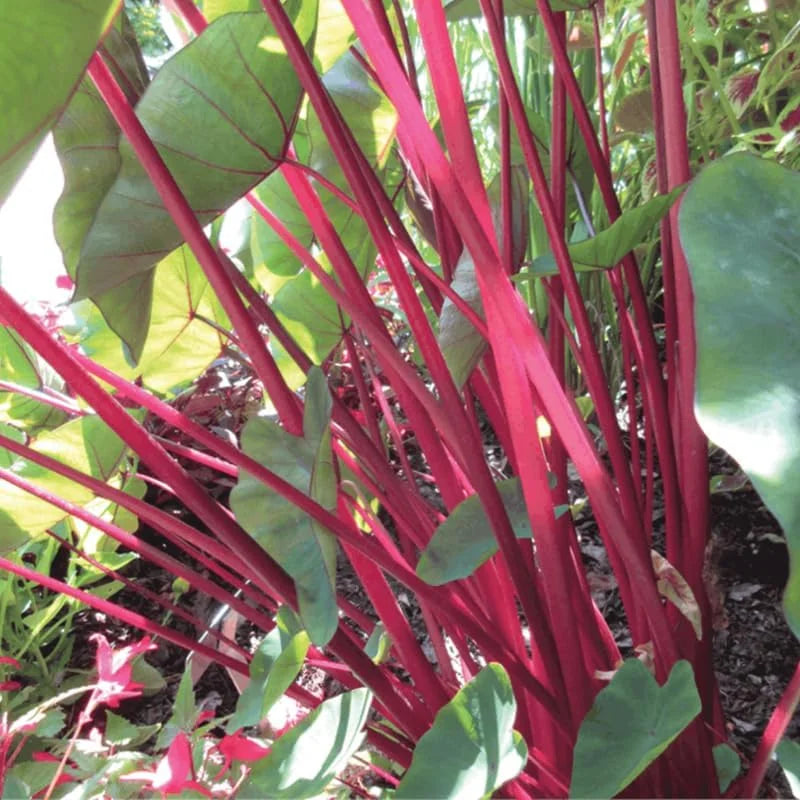 Red Stem Colocasia Live Plant Combo - Elephant Ear Taro Alocasia - 5-8 inch