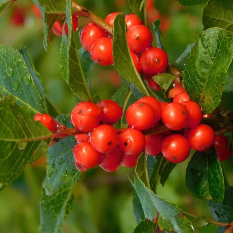 Red Winterberry Plant, 4 Inch Pot - Ilex Holly