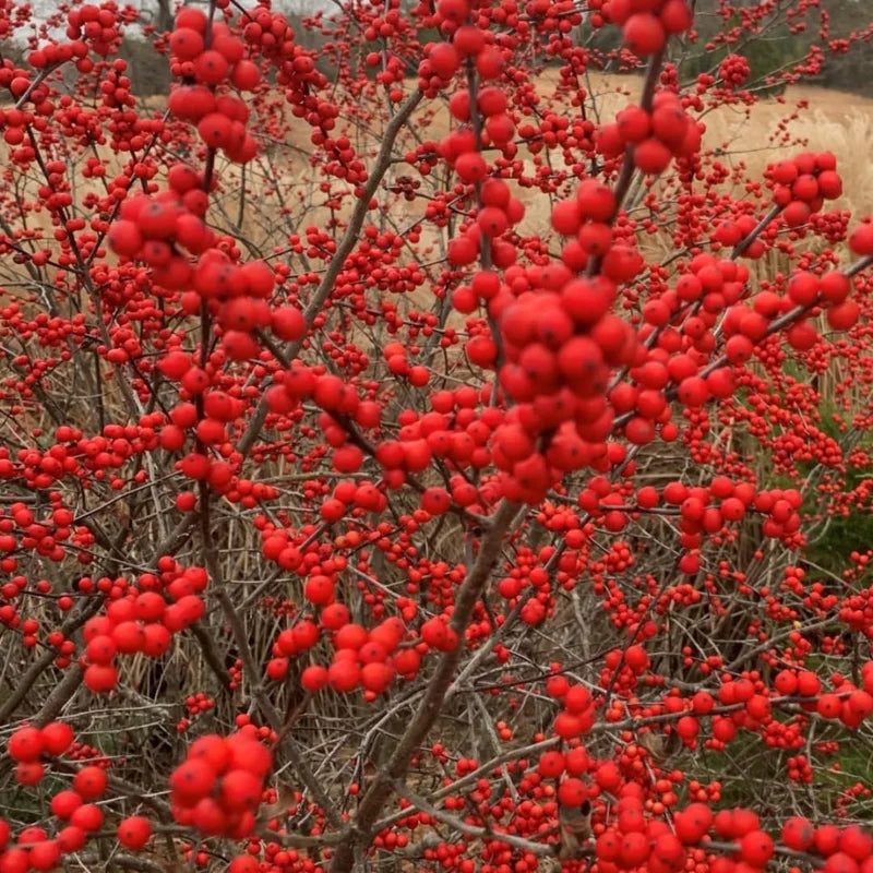 Red Winterberry Plant, 4 Inch Pot - Ilex Holly