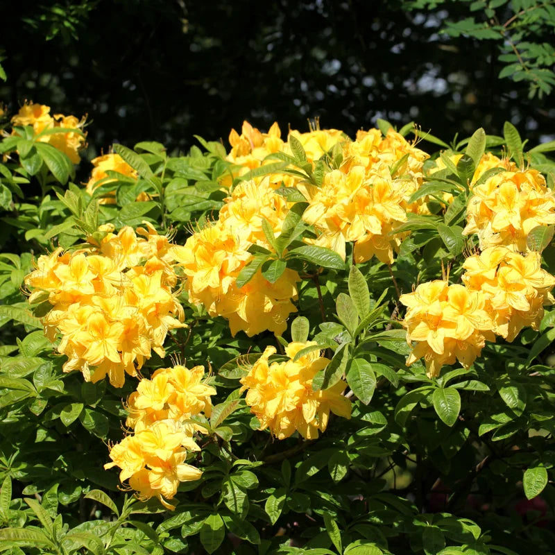 Rhododendron Plant - Live Shrub - 1 Gallon Potted Flowering Tree for Gardening