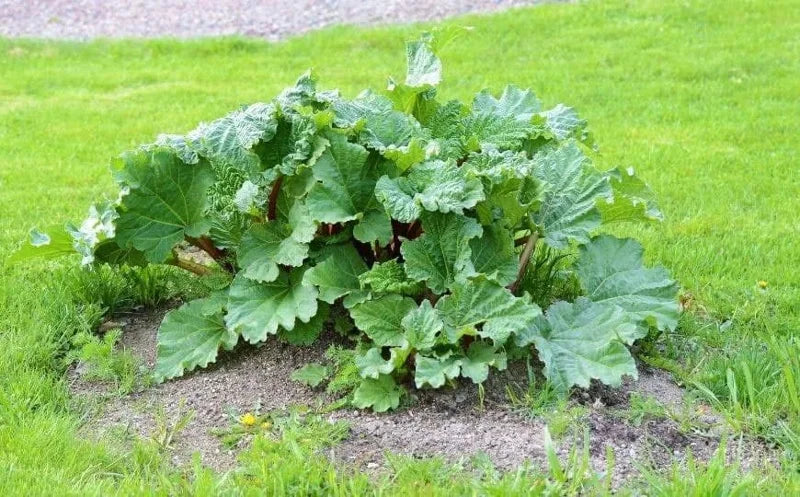 Rhubarb Plants: 5 Live Heirloom Roots for Planting