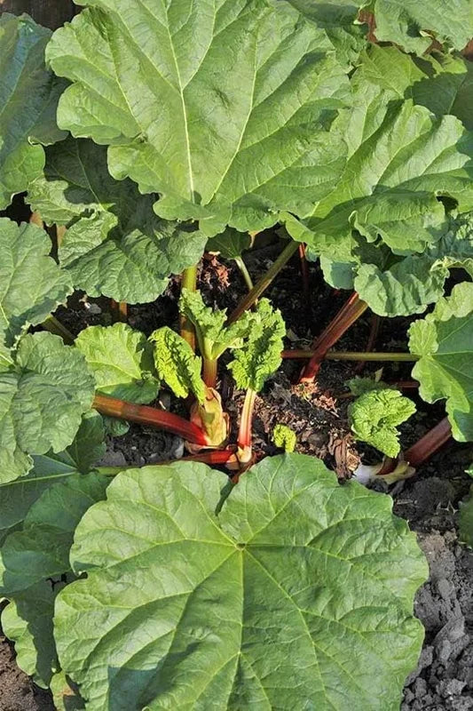 Rhubarb Plants: 5 Live Heirloom Roots for Planting