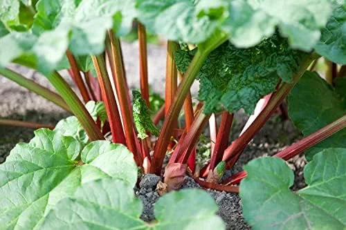 Rhubarb Plants: 5 Live Heirloom Roots for Planting