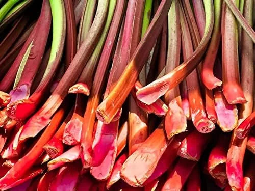 Rhubarb Plants: 5 Live Heirloom Roots for Planting