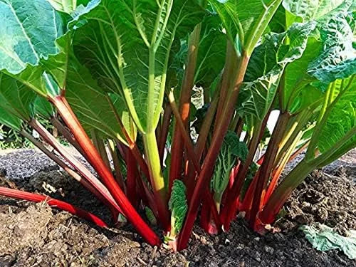Rhubarb Plants: 5 Live Heirloom Roots for Planting