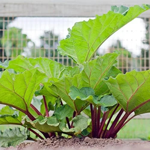 Rhubarb Roots for Planting - 2 Live Rhubarb Plants Crowns Divisions