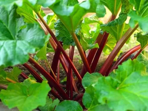 Rhubarb Roots for Planting - 2 Live Rhubarb Plants Crowns Divisions