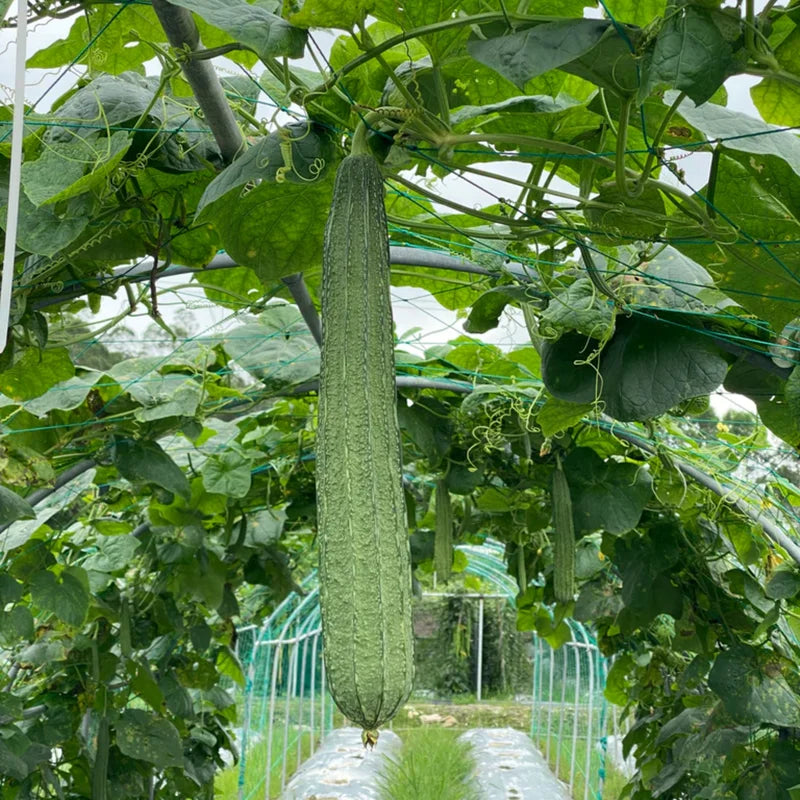 Ridge Gourd Luffa Plant - 4 Inch Potted Vine - 4 to 8 Inch Tall