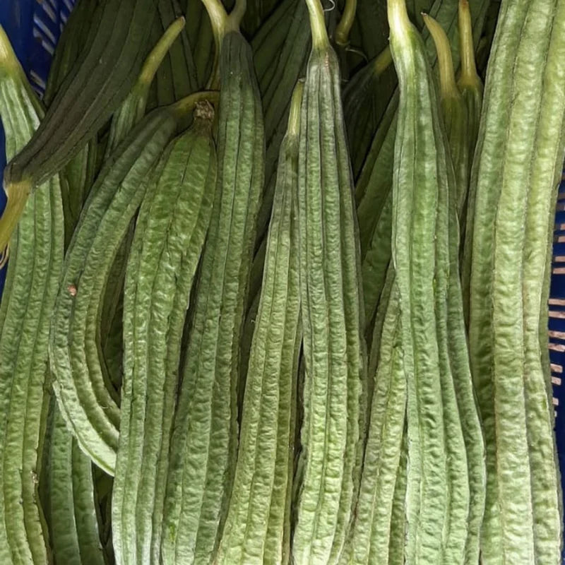 Ridge Gourd Luffa Plant - 4 Inch Potted Vine - 4 to 8 Inch Tall