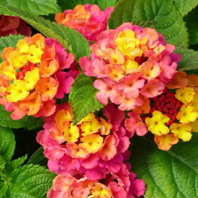 Rose Lantana Plant Live - 6-9 Inch Tall Fragrant Butterfly Perennial Flowers