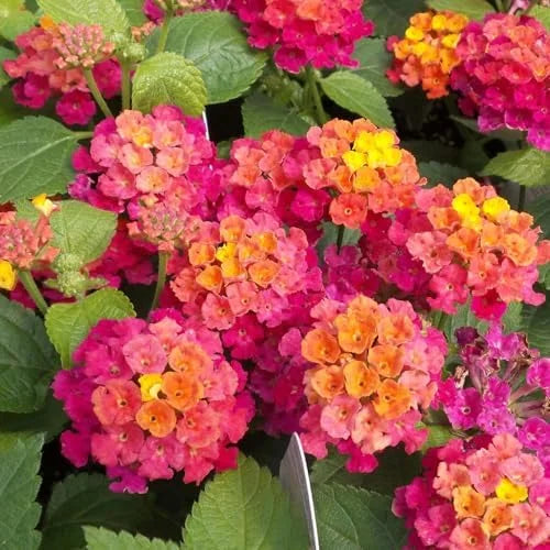 Rose Lantana Plant Live - 6-9 Inch Tall Fragrant Butterfly Perennial Flowers
