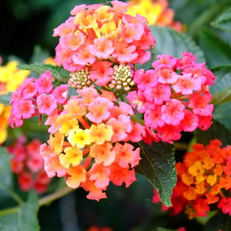 Rose Lantana Plant Live - 6-9 Inch Tall Fragrant Butterfly Perennial Flowers