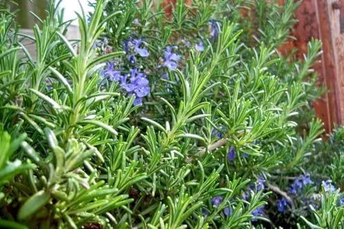 Rosemary Plants Live - 2 Pack - 8-10 Inch Tall - 4 Inch Pots - Indoor Outdoor Herb Plant