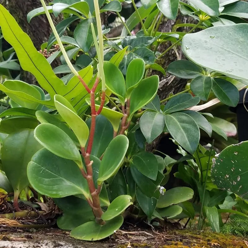 Rubber Plant Live Indoor 4 Inch Pot - Peperomia Plant