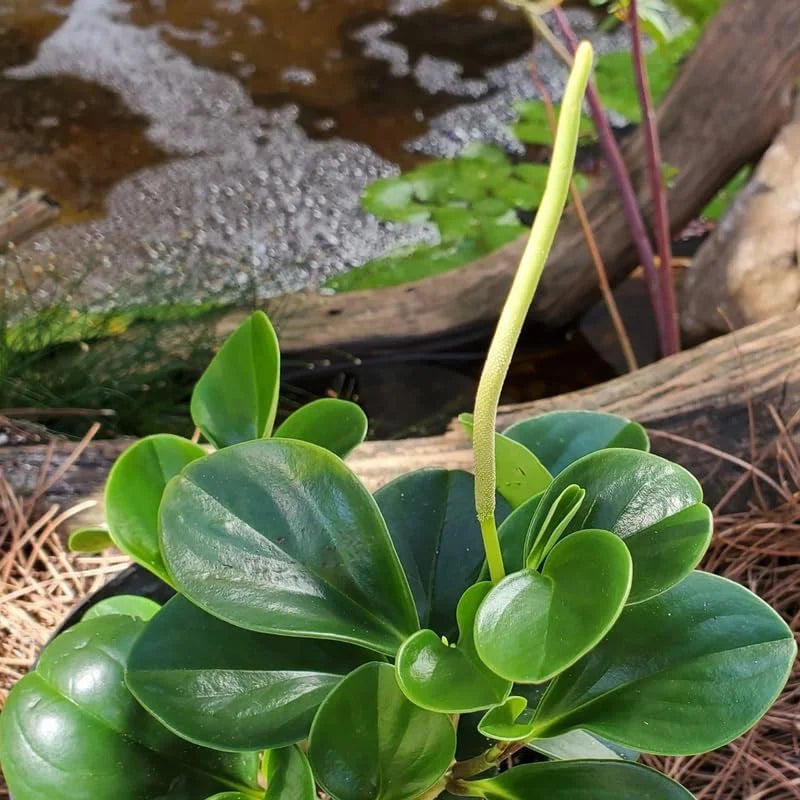 Rubber Plant Live Indoor 4 Inch Pot - Peperomia Plant