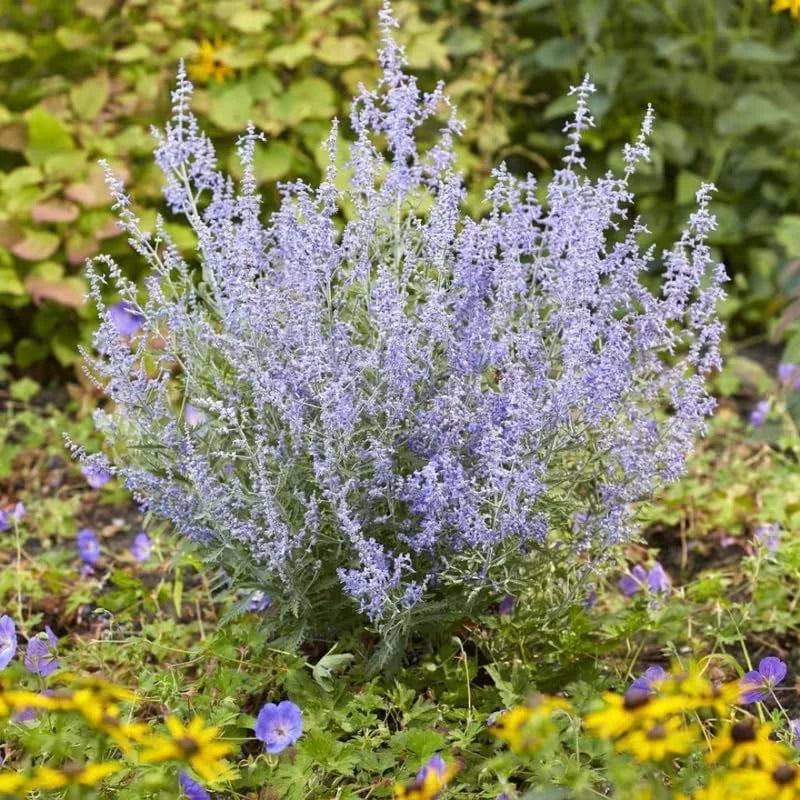 Russian Sage Plant- Live Blue Sage Plant - 4 Inch Pot - Garden Perennials
