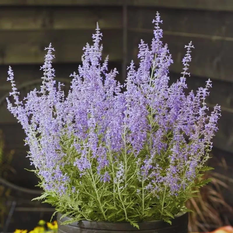 Russian Sage Plant - Live Blue Sage Plant, Outdoor Planting, Zones 4-9