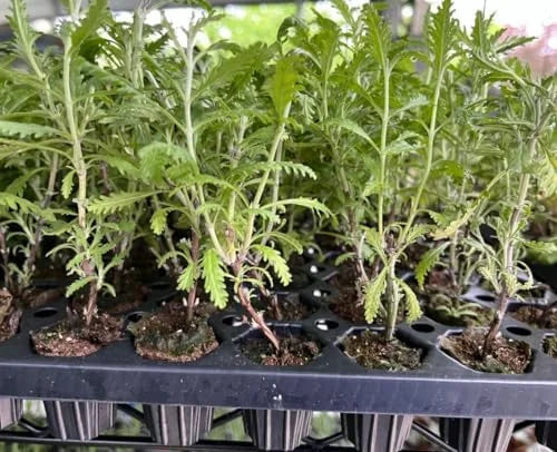 Blue Russian Sage Salvia Plants Combo - Live Plants Zone 4-9 Outdoor Planting