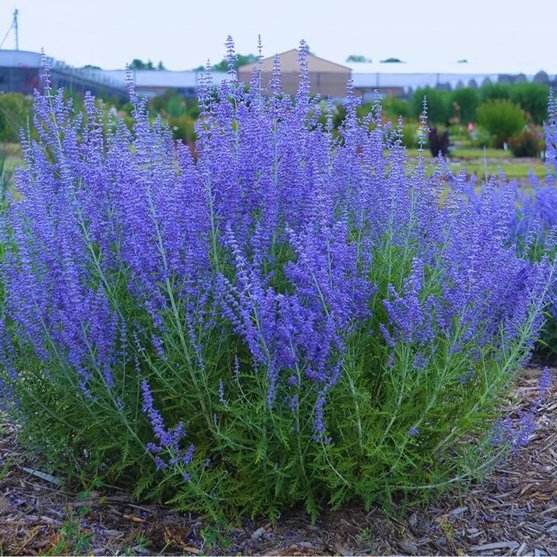 Russian Sage Plant- Live Blue Sage Plant - 4 Inch Pot - Garden Perennials