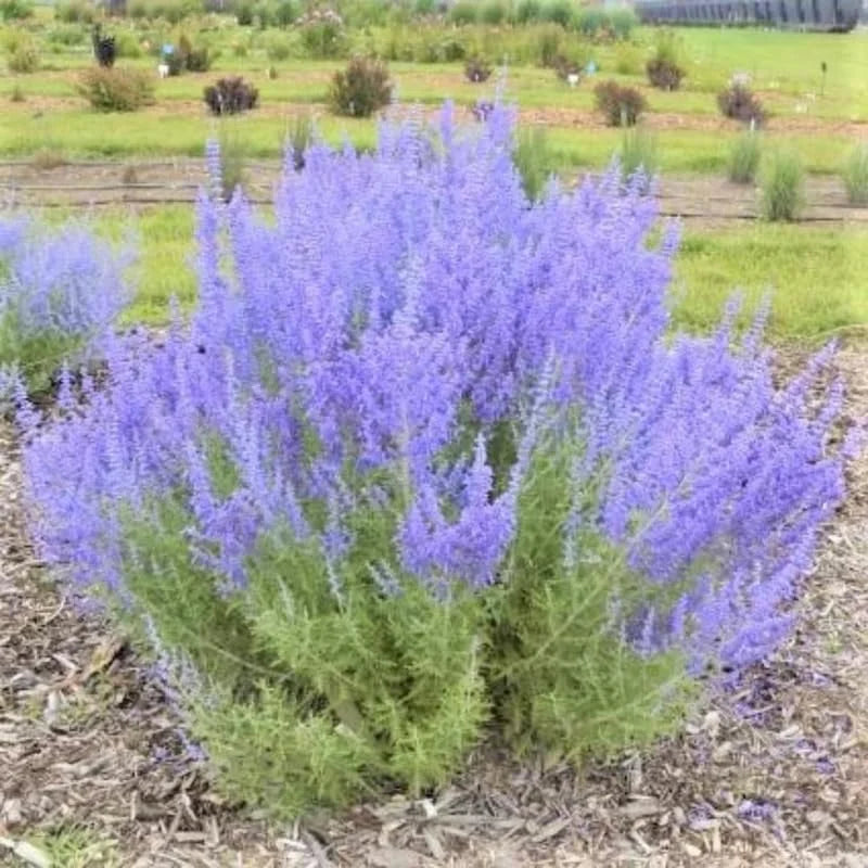 Russian Sage Plant - Live Blue Sage Plant, Outdoor Planting, Zones 4-9