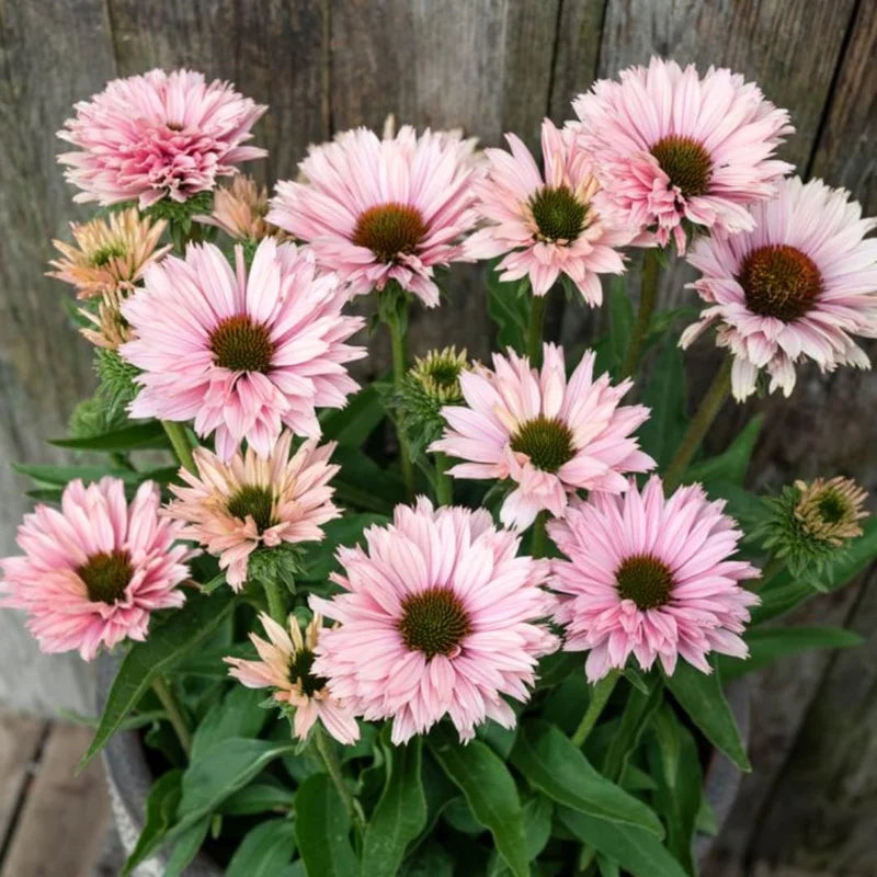 Salmon Echinacea Plant, 2.5 Inch Pot - Coneflower