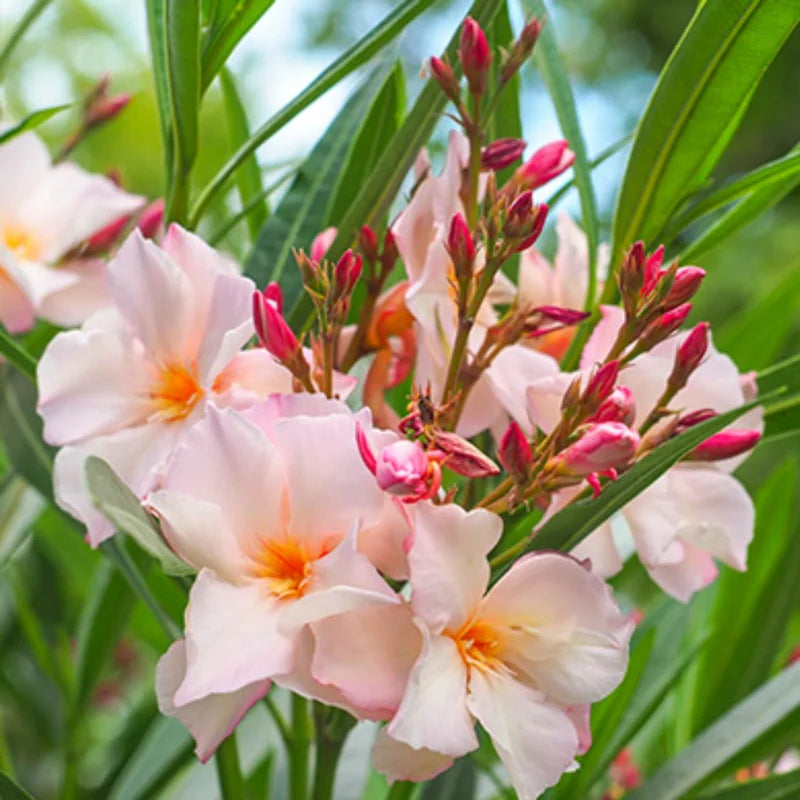 3 Salmon Oleander Plants - Live Flower Plant Set - Garden Ready - 5-7 Inch