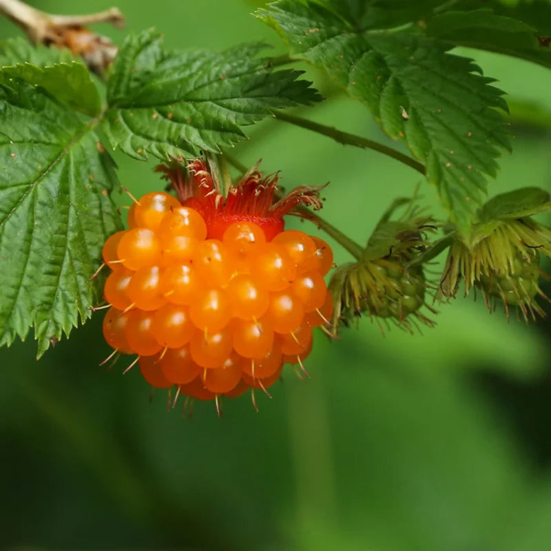 Salmonberry Live Plant - 6-10 Inch Potted Plant with Golden Yellow Berries