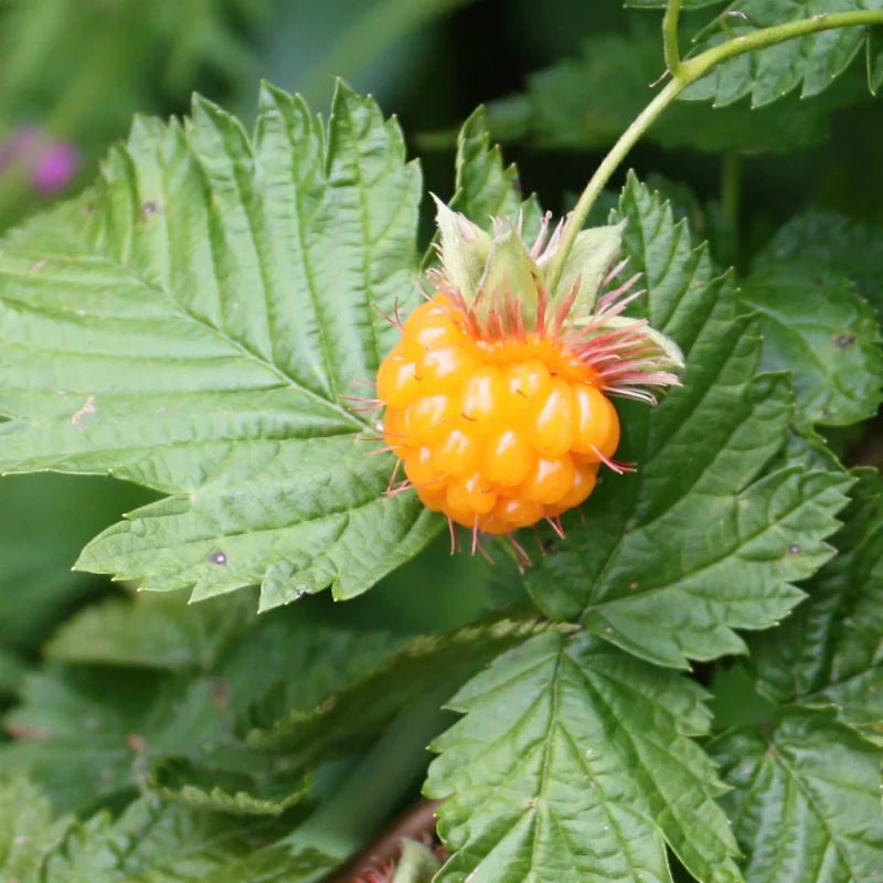 Salmonberry Live Plant - 6-10 Inch Potted Plant with Golden Yellow Berries
