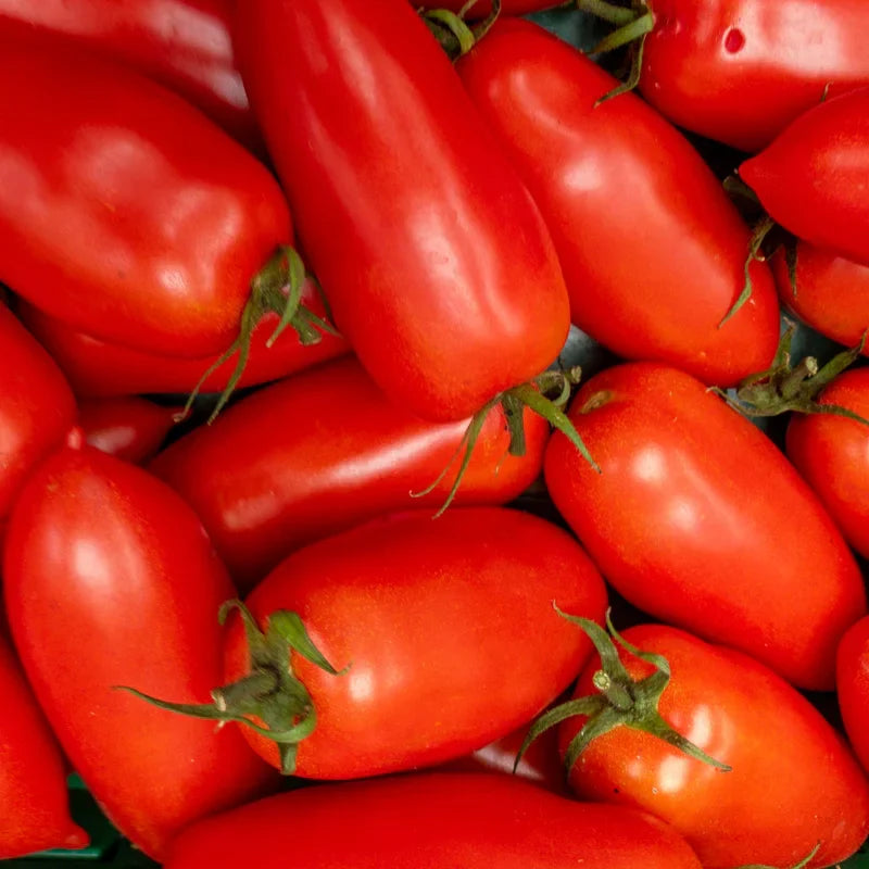 San Marzano Tomato Plants Set of 2 | Heirloom Variety for Garden - No Ship to CA