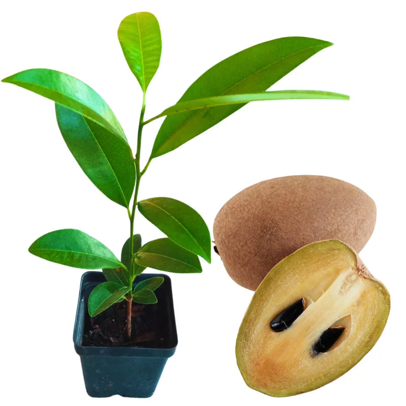 Sapodilla Fruit Tree Live Plant - Sapote Tree 6-10 Inches