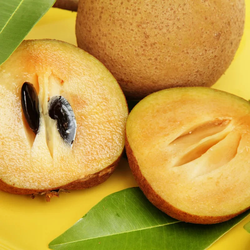 Sapodilla Fruit Tree Live Plant - Sapote Tree 6-10 Inches