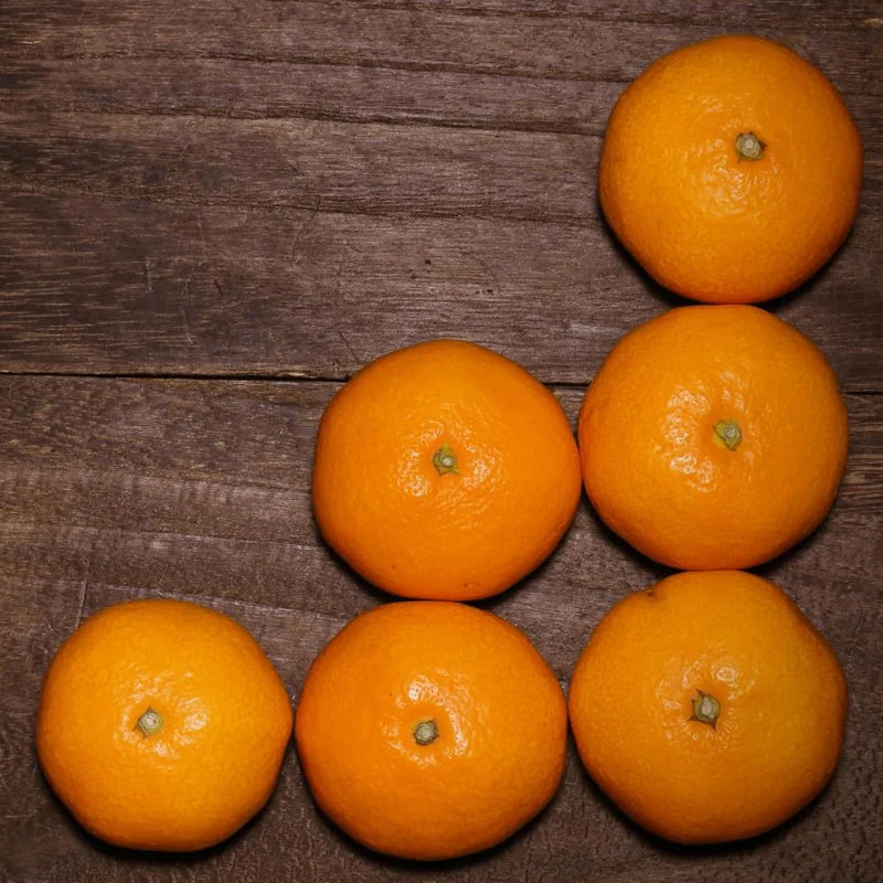 Satsuma Mandarin Tree - 2 to 3 Feet - Fruit Tree - Easy to Grow