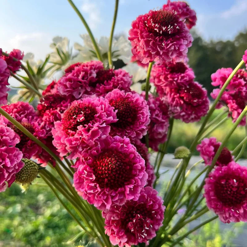 Scabiosa Live Plant Starter 4-6 Inch Potted Flower Garden Plant