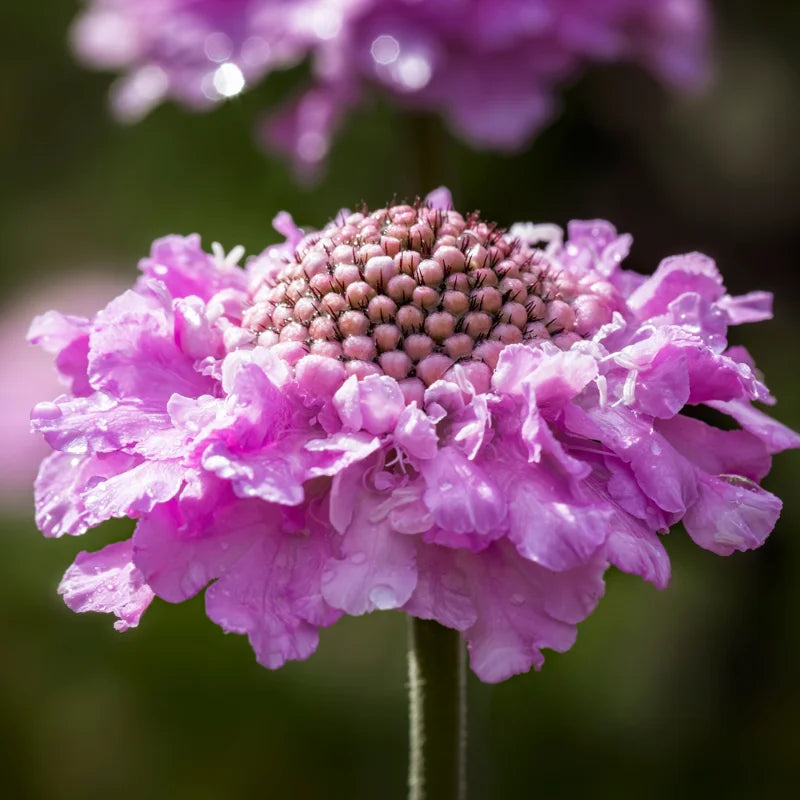 Scabiosa Live Plant Starter 4-6 Inch Potted Flower Garden Plant