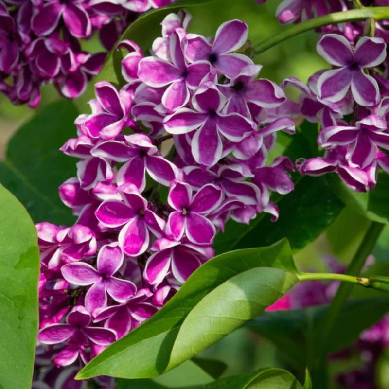 Sensation Lilac Plant, 2.5 Inch Pot - Syringa
