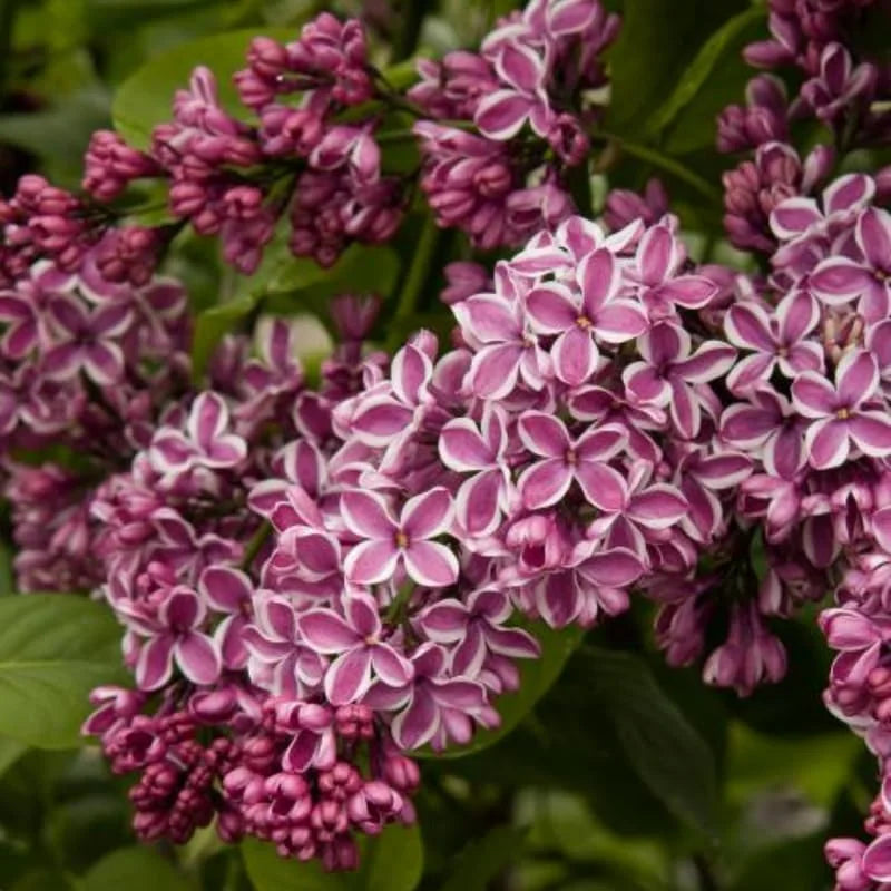 Sensation Lilac Plant, 2.5 Inch Pot - Syringa