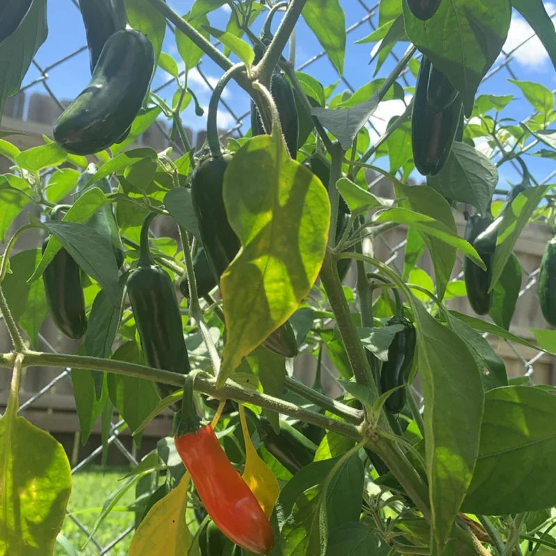 Serrano Hot Pepper Plant - Vegetable Plant - 2.5 Inch Pot - Grow Your Own Peppers