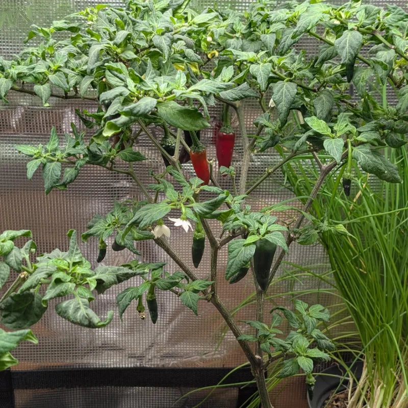 Serrano Hot Pepper Plant - Vegetable Plant - 2.5 Inch Pot - Grow Your Own Peppers