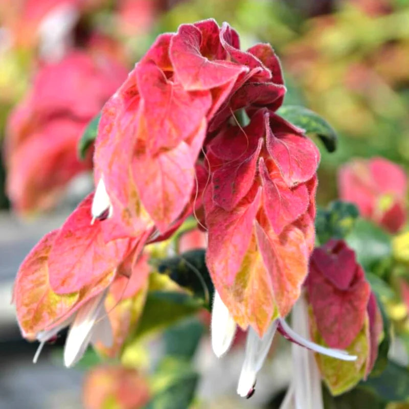 3 Shrimp Plant Live Red Outdoor Plant 5-8 Inches